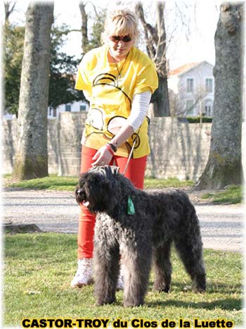 bouvier des flandres du clos de la luette - copyright déposé